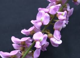 Image result for Lonchocarpus sericeus