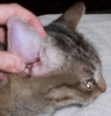To begin treatment, your vet might clip the fur around the cat's ear canal to help the cleaning and drying of the ear canal. Aural Hematoma Mar Vista Animal Medical Center