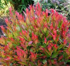 druifheide little flames leucothoe axillaris little flames mijntuin org tuin struiken groenblijvende tuin groenblijvende struiken