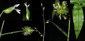 Image result for Pseudechinolaena polystachya