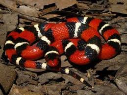 Among these, about 45 subspecies are recognized. The Kingsnake Lessons Blendspace