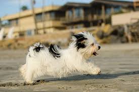 Havanese, maltese, lowchen, mix, westi neighborhood meet'n greet on walk updated for 2021. Havanese Dog Breed Information
