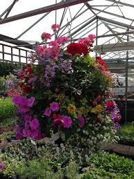 Looking to buy 16 blk wi hang basket cheap price? Devon Croft Nursery Newark