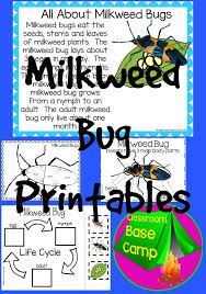 Milkweed Bugs Milkweed Fun Science Activities