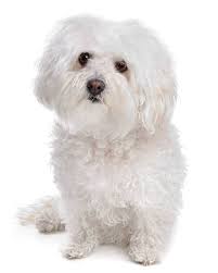 Black And White Coton De Tulear Puppies For Sale Coton De Tulear Puppies Breed Information Puppies For Sale In 2020 Tiny Dogs Dog Breeds Small Dog Breeds