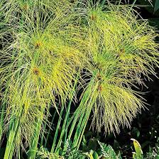 Image result for Cyperus tenax
