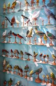 Cabinet De Curiosite De La Maison Deyrolle A Paris Deyrolle Cabinet De Curiosite Taxidermie