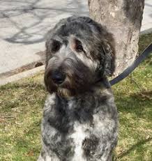 We did not find results for: 59 Wolfhound Wolfedoodle Ideas In 2021 Wolfhound Irish Wolfhound Dogs