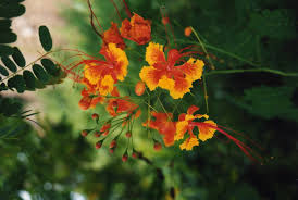 Image result for Caesalpinia cassioides
