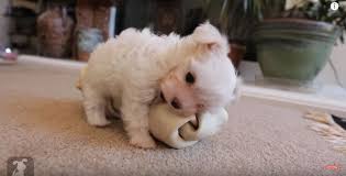Bite Off More Than You Can Chew Gif Video Watch These Little Adorable Maltese Puppies Playing With A Huge Bone Too Cute Precious Pooches Maltese Puppy Cute Little Puppies Puppy Play
