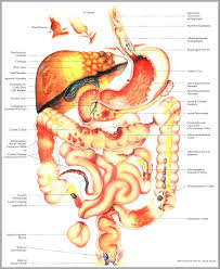 Anatomy Of Abdomen Anatomy System Human Body Anatomy