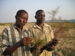 Image result for Rhamphicarpa