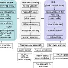 Image result for Buchnera buchneroides