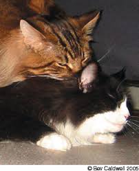 Male and female cat names. The Complex World Of Feline Sexual Behavior Catwatch Newsletter
