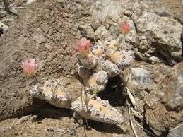 Image result for Monsonia glauca