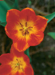 One variety, identified by the royal horticultural society of the united kingdom, calochortus. Beautifully Fragrant Tulips