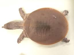 The eggs are laid about 100 meters away from water in areas that are sandy. Soft Shell Turtle Pictures Spiny Soft Shell Turtle Apalone Mutica Smooth Soft Shell Turtle Tortoise Turtle Turtle Tortoises