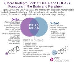 Including declines in brain and nervous system function. The Distinction Between Dhea And Dhea S Why Both Are Important For A Healthy Brain Zrt Laboratory
