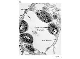 Maybe you would like to learn more about one of these? Cell Structure Revision Animalplant Animal Cell Ppt Download