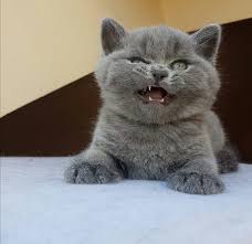 hahahahahaaaa if i meyow i gedda fleep inna bed wiff mommy kurzhaar katzen katzen rassen britisch kurzhaar