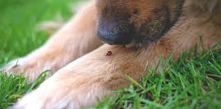 Kibbles N Bits Of Insects