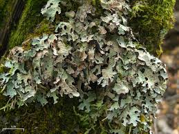 Image result for Alloeochaete namuliensis