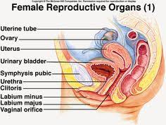 Female body internal organs chart with labels on white background. 31 Female Anatomy Ideas Female Anatomy Anatomy Female Reproductive System