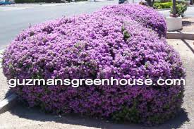 Texas Sage Bushes Xeriscaping In Southwest Guzmansgreenhouse Com