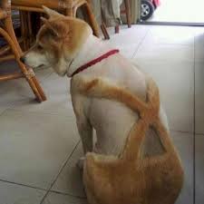 Kedi Tras Modelleri