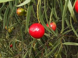 Image result for Santalaceae