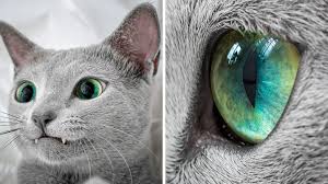 Ces Magnifiques Chats Gris Aux Yeux Verts Sont Fascinants Chats Gris Yeux Verts Chat Russe Bleu