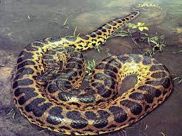 Pet Snake Pictures Anaconda Snake Anaconda Snake Giant Anaconda Green Anaconda