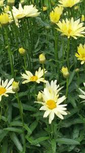 Late spring to summer flower form: Perennials Leucanthemum Maximum Broadway Lights Shasta Daisy 13 Cm Pots Broadway Road Nurseries