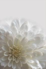 Check spelling or type a new query. 20 Bunga Dan Berbagai Maknanya Uprint Id