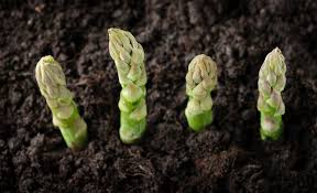 アスパラガスとは 花言葉や旬の時期 ゆで方や食べ方は Horti ホルティ By Greensnap