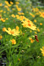 Make an international flower delivery today and send flowers worldwide with floraqueen's service to over 100 countries. Flowers To Plant In The Summer For Fall Blooms The Lavender Homefront