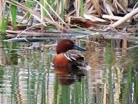 Medical Lake Birds & Brunch