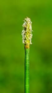 Image result for Eleocharis mutata