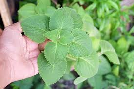Image result for Coleus cylindraceus
