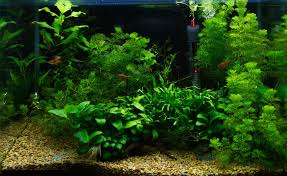 Image result for Limnophila indica