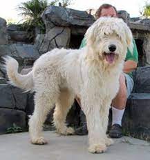 I have had reports from owners of my previous litter saying that the puppies were non shedding and so great for people with allergies. Irish Wolfhounds At Gentle Giants Rescue And Adoptions Irish Wolfhound Irish Wolfhound Mix Wolfhound