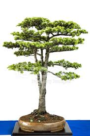 Cedars are tall coniferous trees which develop characteristic broad and elegant shapes with age. Libanon Cedar As Bonsai Tree Stock Photos Freeimages Com