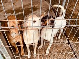 Auf den folgenden seiten möchten wir ihnen hunde und katzen vorstellen, die sich in spanischen tötungsstationen befinden oder befanden, die wir aus schlechtesten haltungsbedingungen befreien konnten, die wir ausgesetzt. Spanische Streuner De Spanische Streuners Webseite