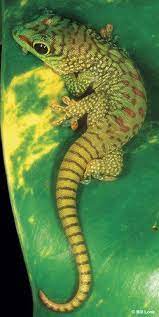 High quality images of animals (not having sex). What Kind Of Lizard Is The Geico Gecko Reptiles Magazine