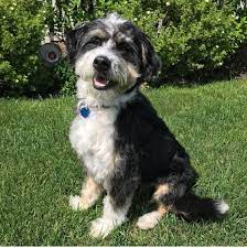 Check spelling or type a new query. Mini Bernedoodle Illinois