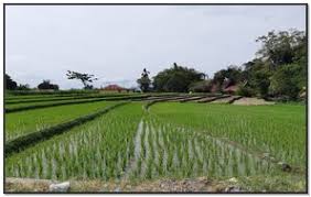 Sawah padi at english (wd) of explained inter: Phoneky Sawah Padi Pc Tablet Wallpapers