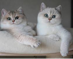 30 jenis kucing yang ada di dunia mulai dari kucing benga, munchkin, chausie, anggora turki, nabelung, toyger, dll beserta gambar dan penjelasan. Comel Gambar Kucing Cute 81021 Nama Untuk Kucing Comel Lucu Dan Unik