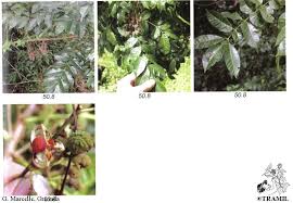 Image result for Trichilia capitata