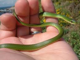 Image Detail For Liochlorophis Vernalis Smooth Green Snake Green Snake Snake Kinds Of Snakes
