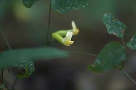 Image result for Dumasia